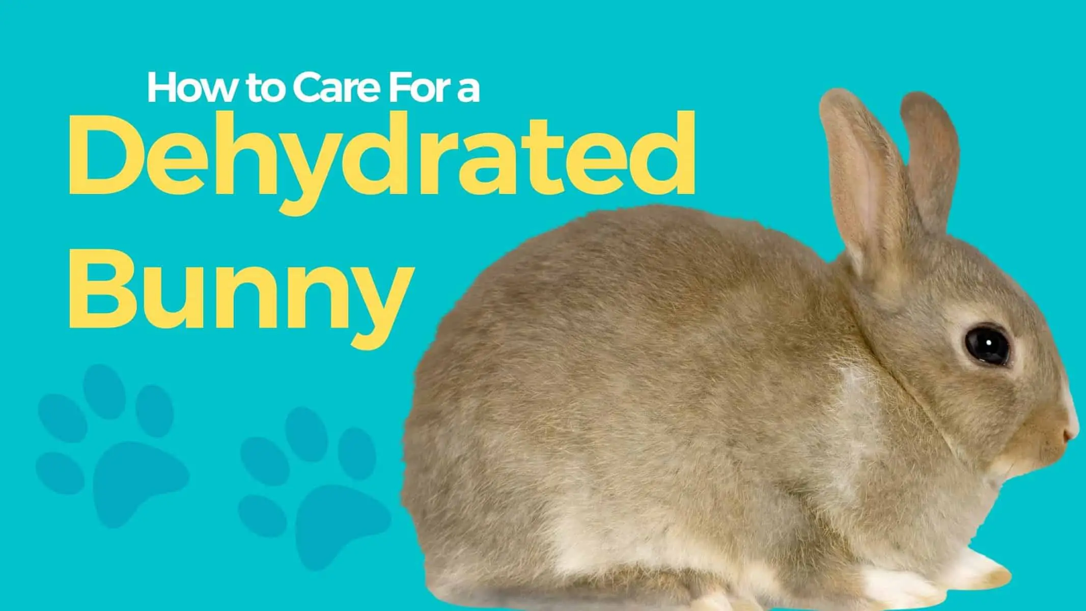dehydrated rabbit signs