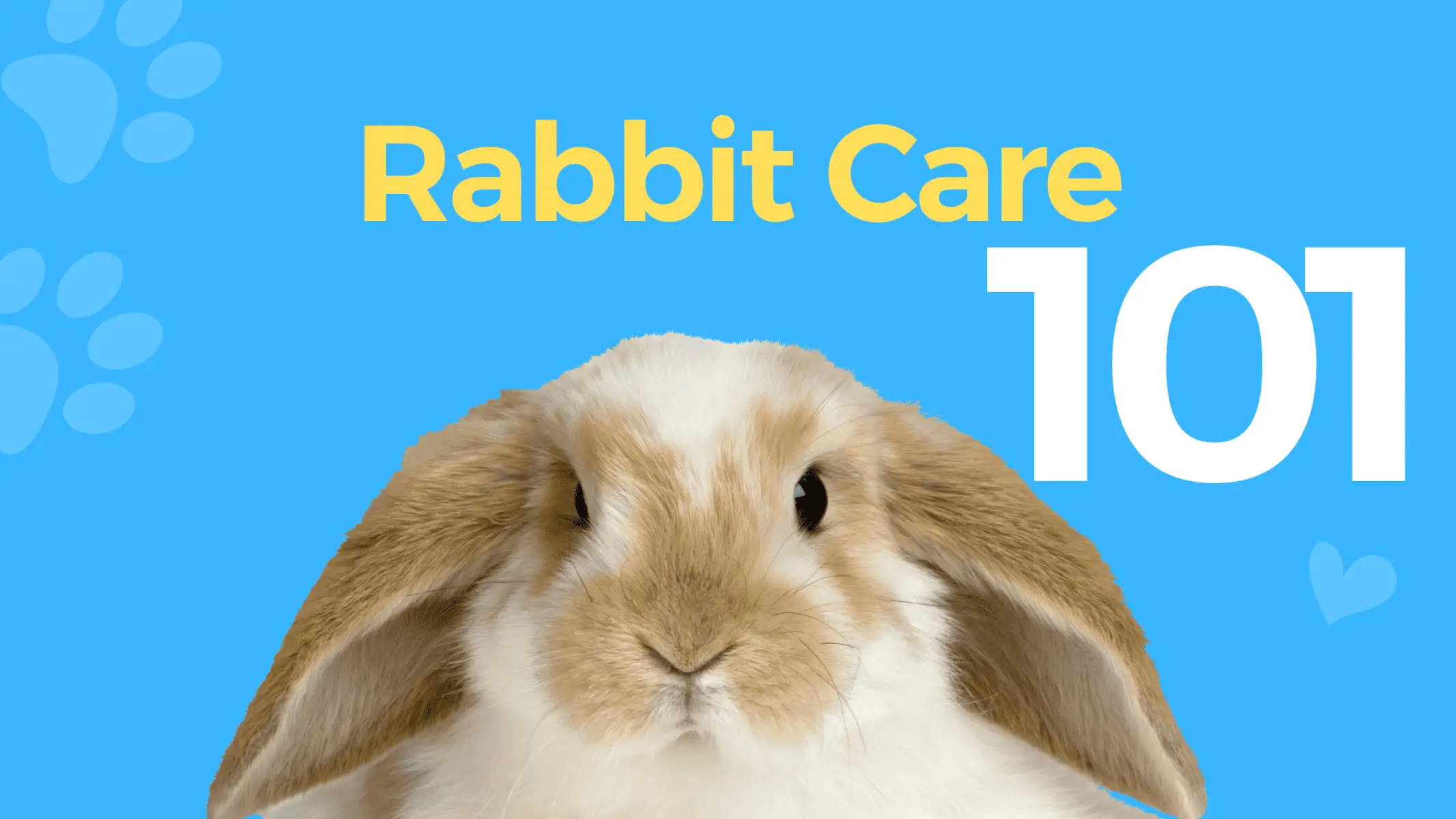 Rabbit Care 101