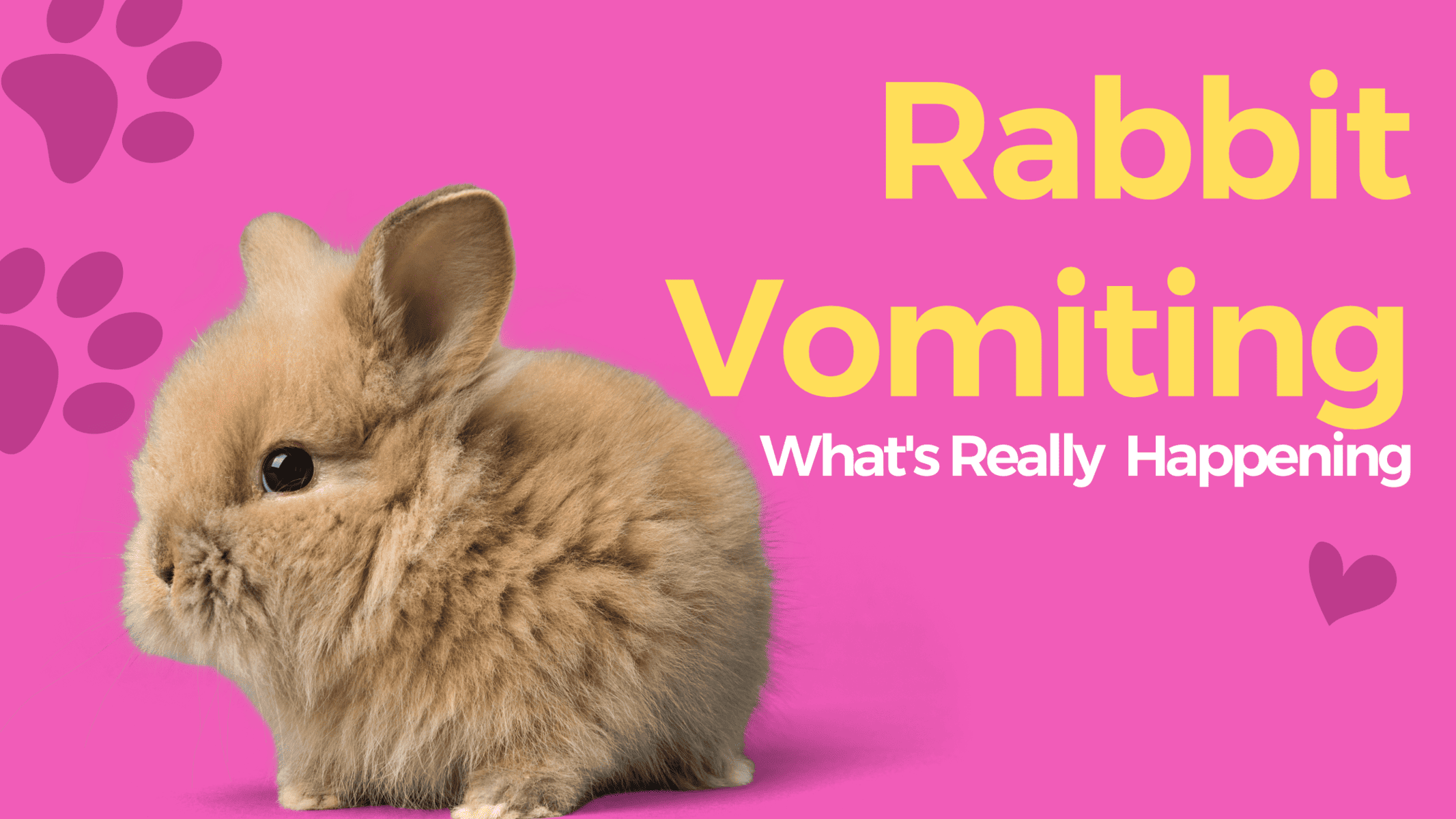 Rabbit Vomiting