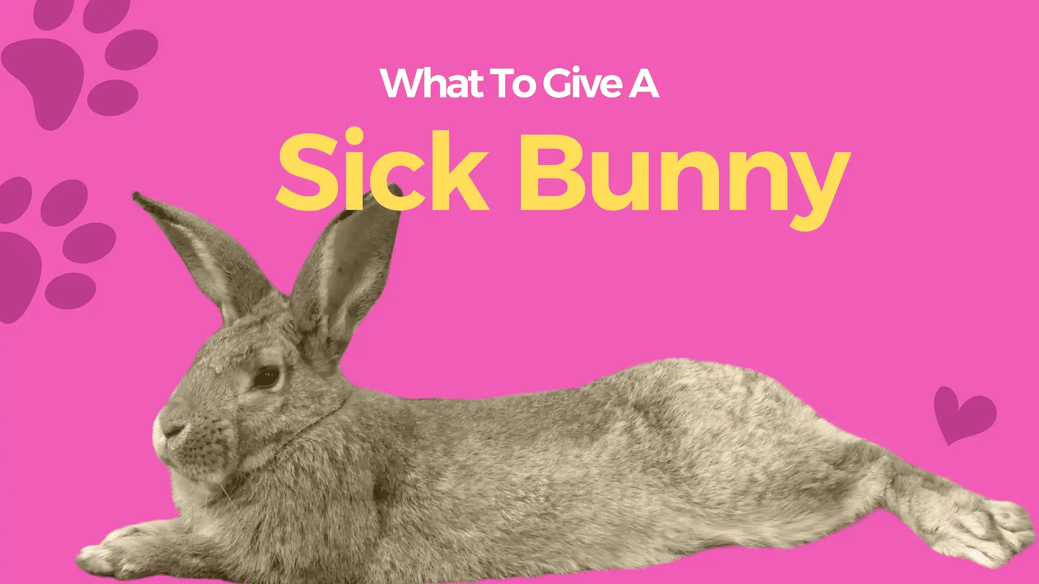 What To Give A Sick Rabbit