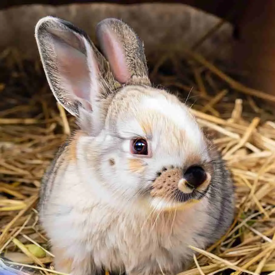 Bunny sits in hay bed