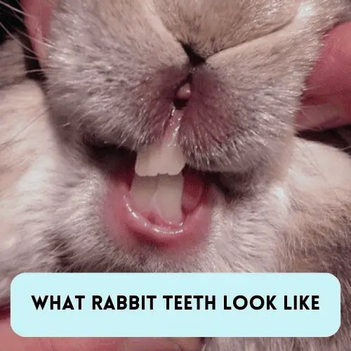 Rabbit Care 101: Rabbit showing its incisors