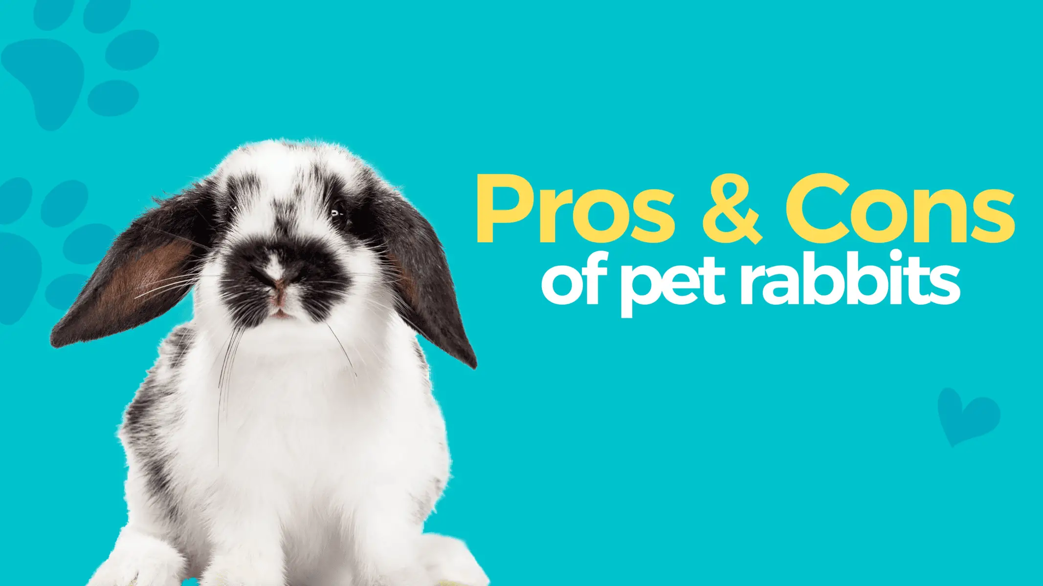 Pros and Cons of Pet Rabbits