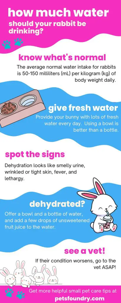 dehydrated rabbit: how much water should they drink?
