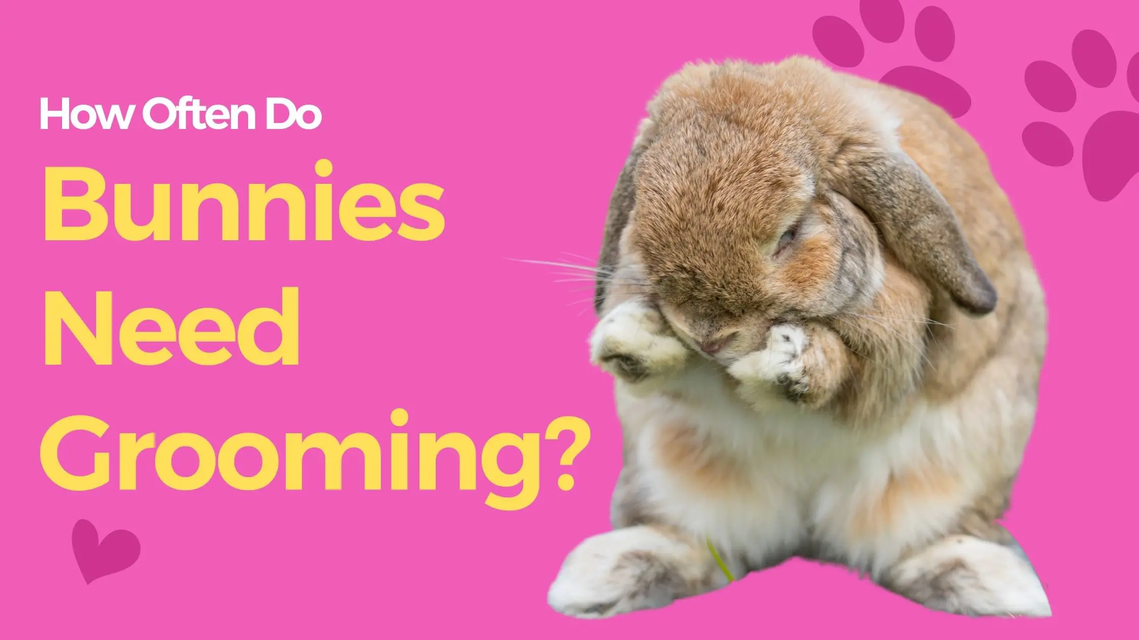 How much grooming do rabbits need?