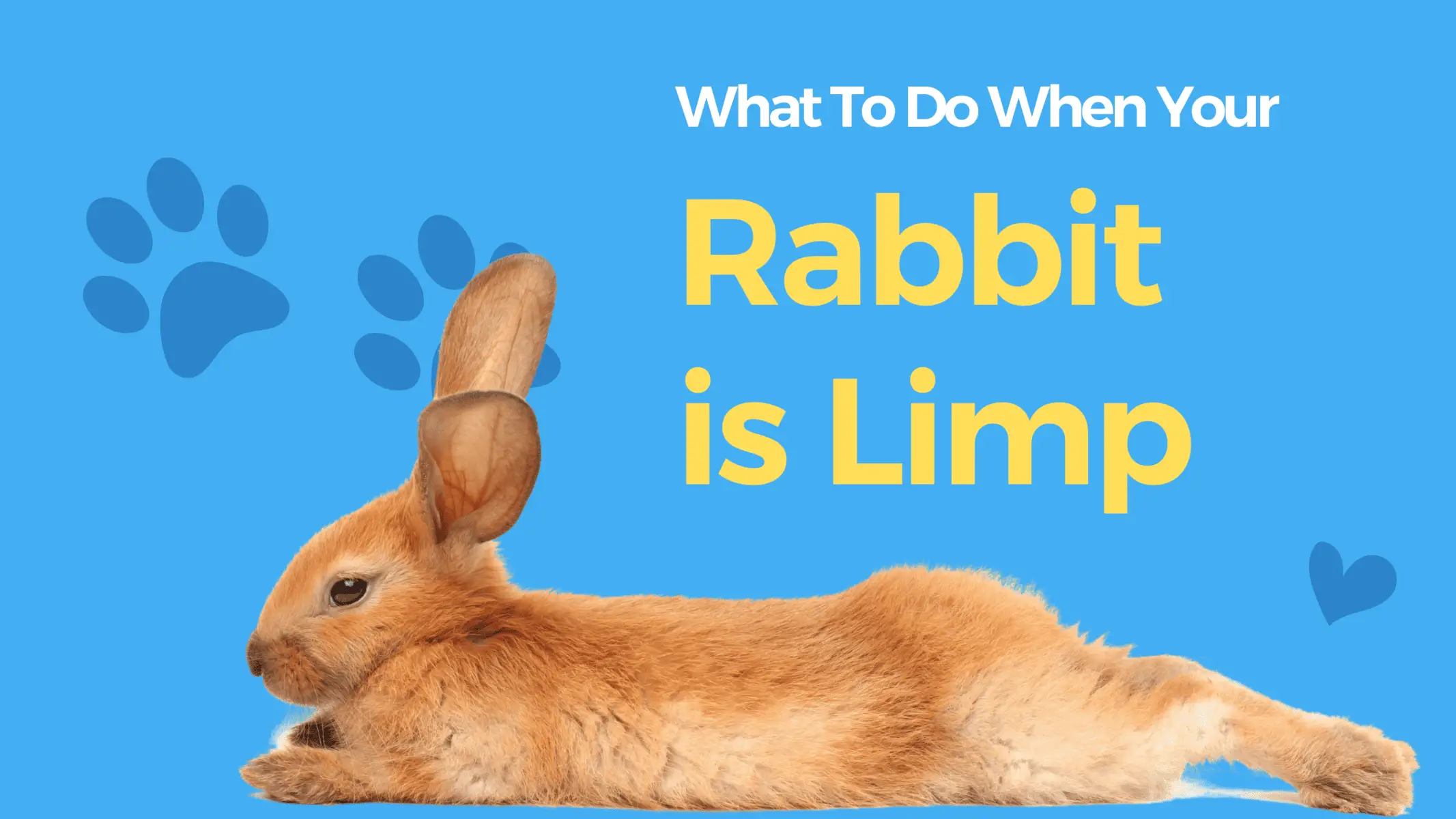 rabbit is limp but still breathing