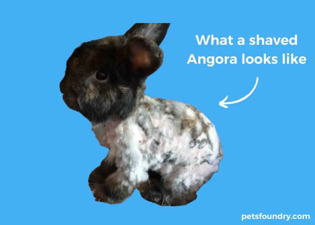 a shaved angora rabbit on a blue background