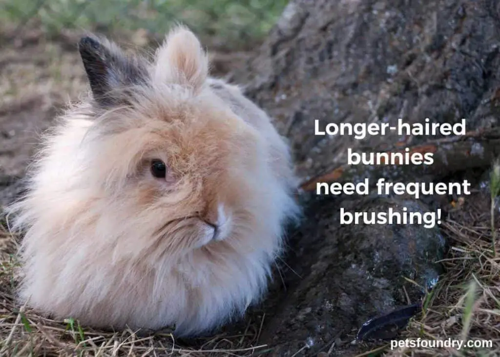 how often do rabbits need grooming? This long-haired rabbit needs grooming more often than others