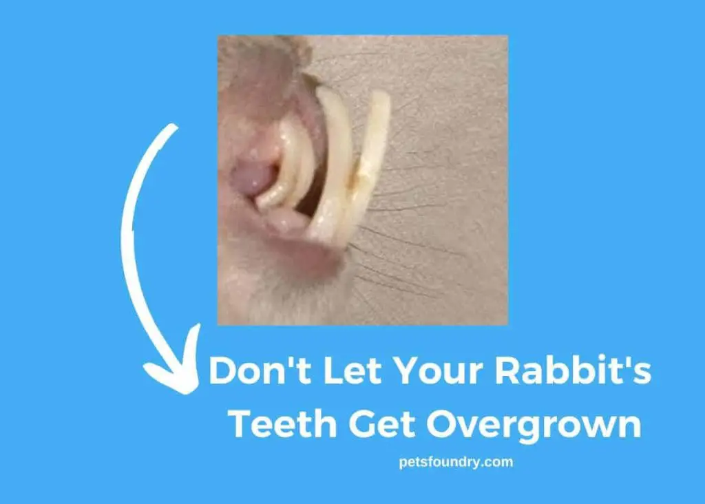 overgrown bunny teeth