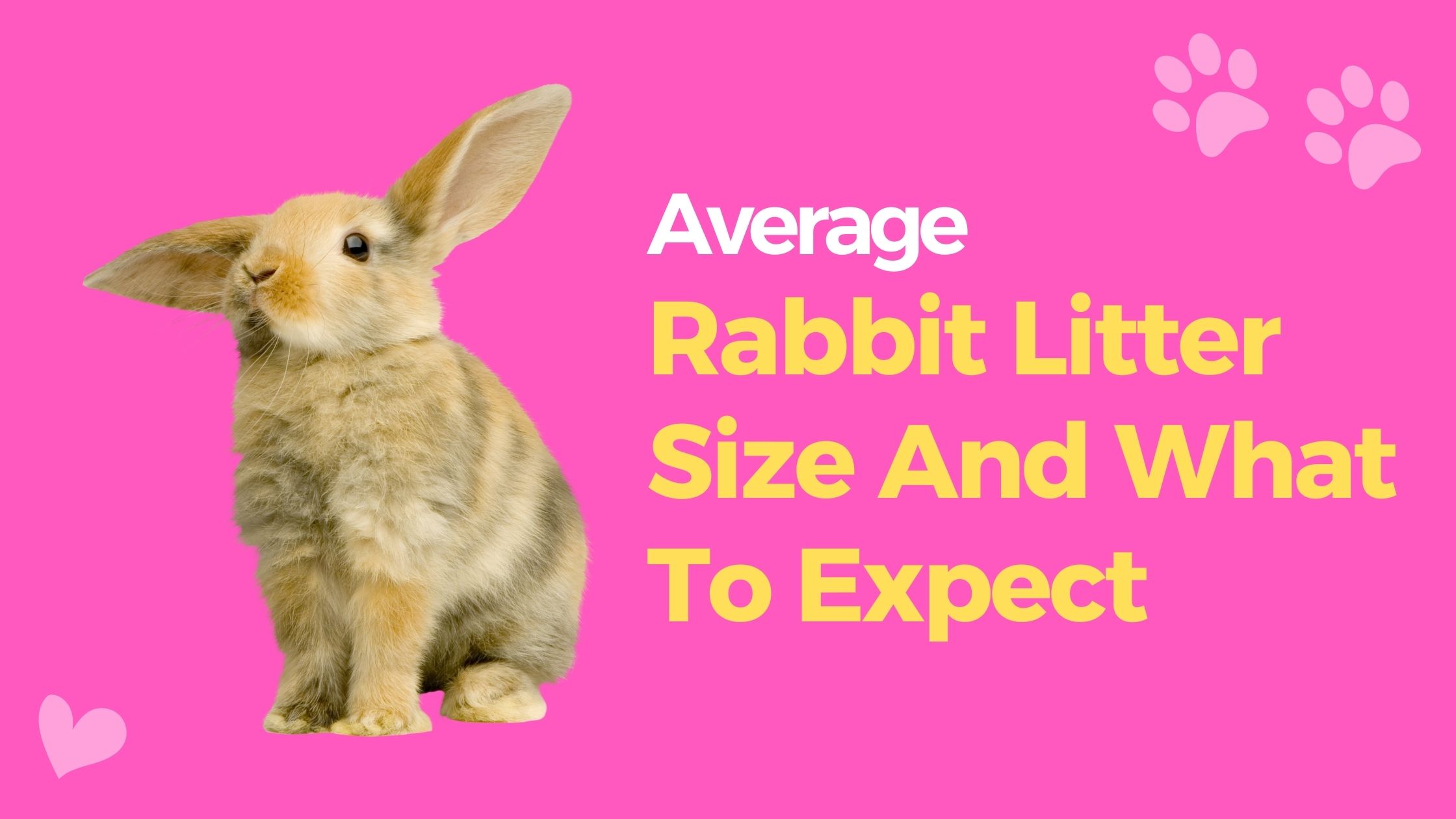 Average Rabbit Litter Size And What To Expect