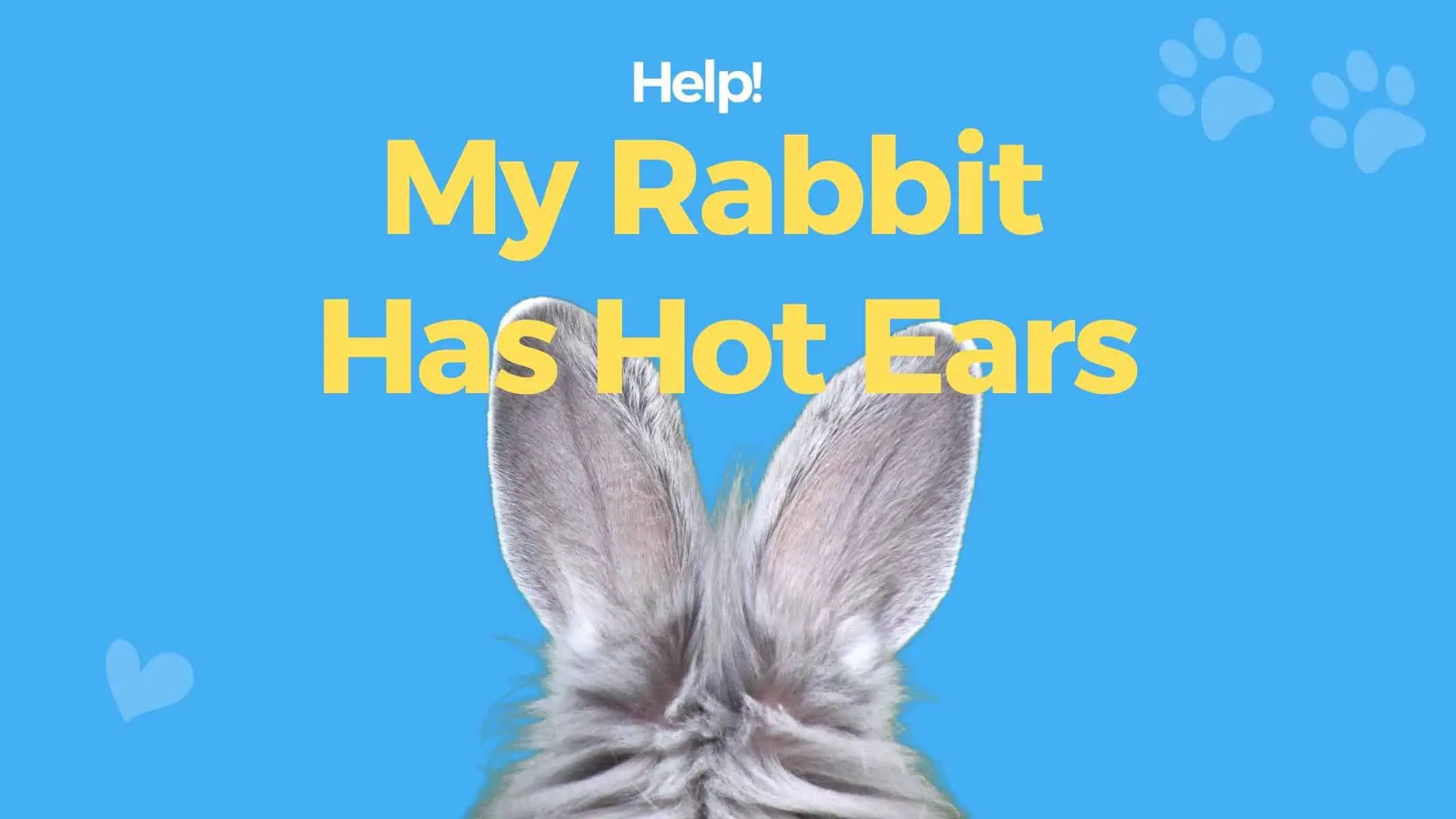 Rabbit has hot ears