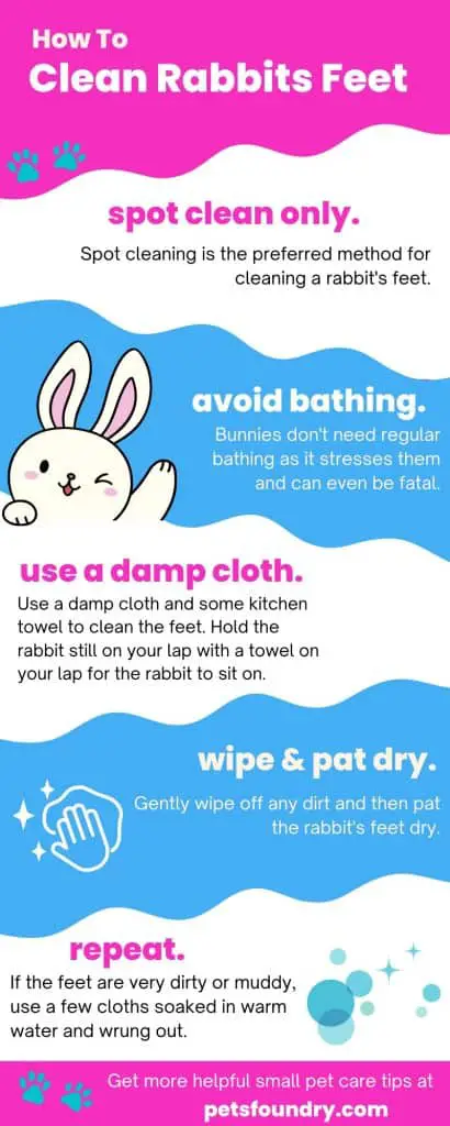 clean rabbtis feet infographic with step by step