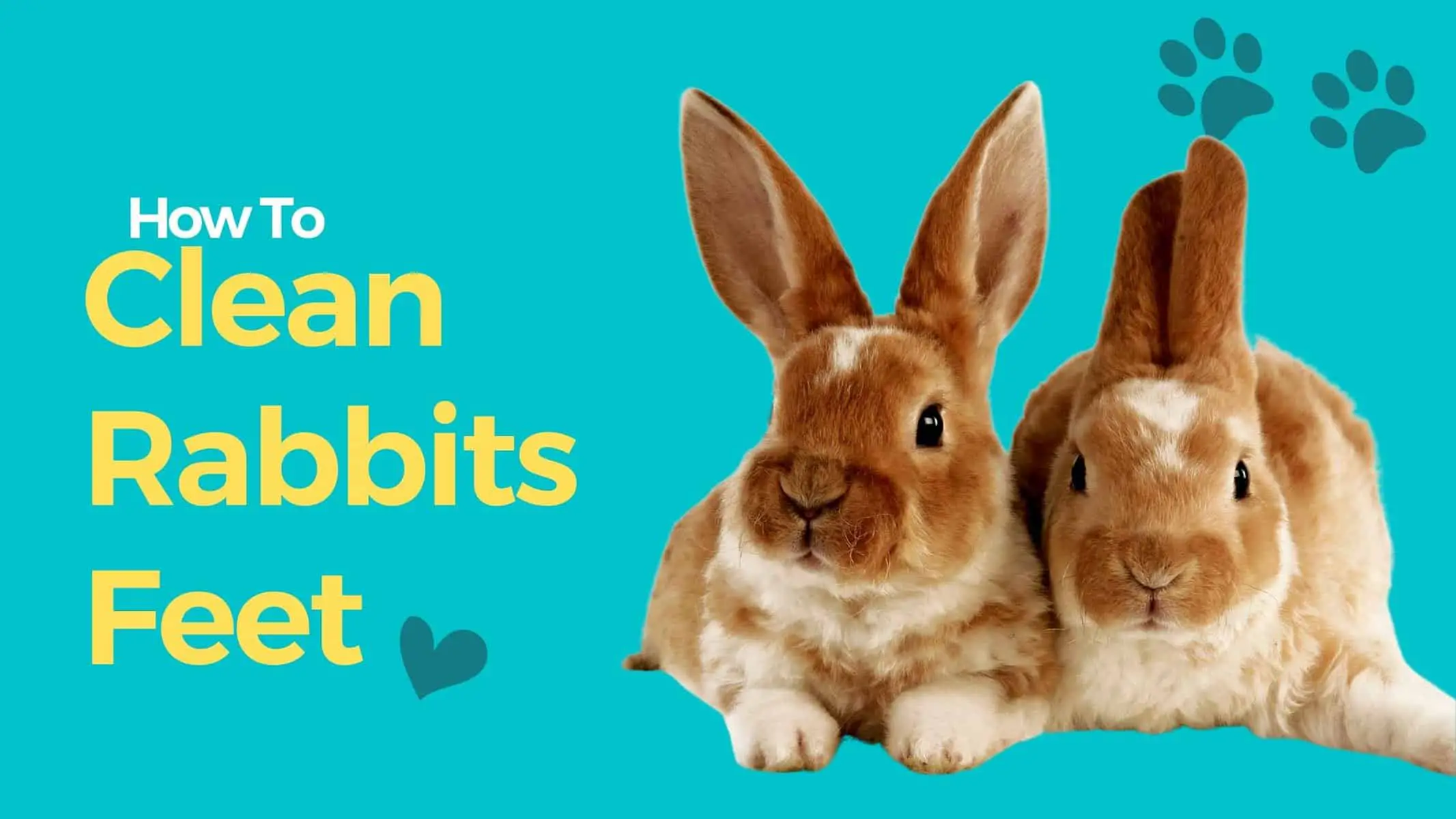 How to clean rabbits feet