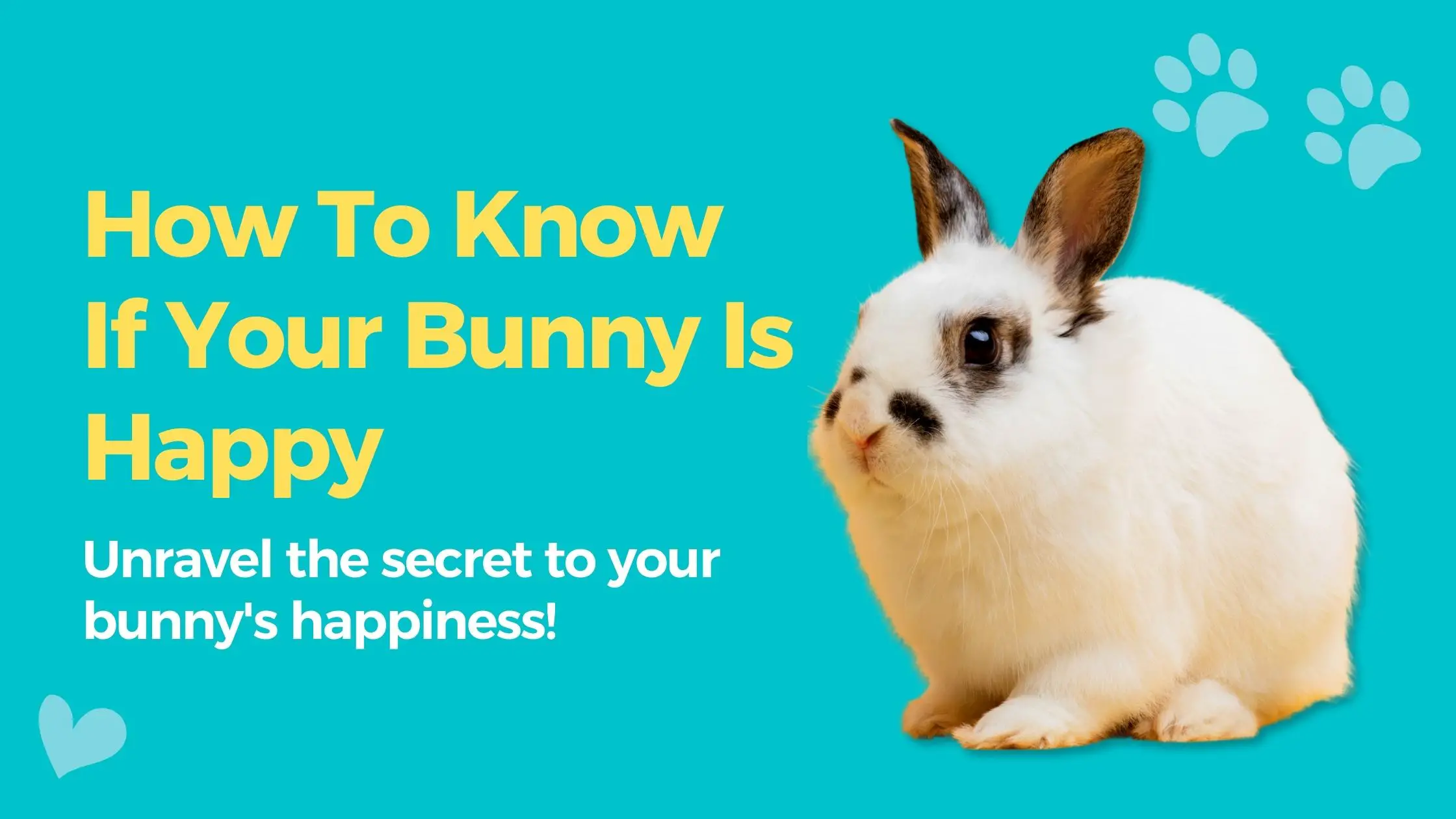 How To Know If Your Bunny Is Happy
