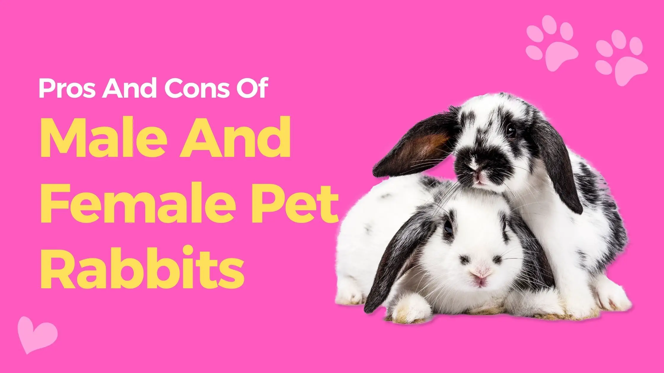 Pros And Cons Of Male And Female Pet Rabbits