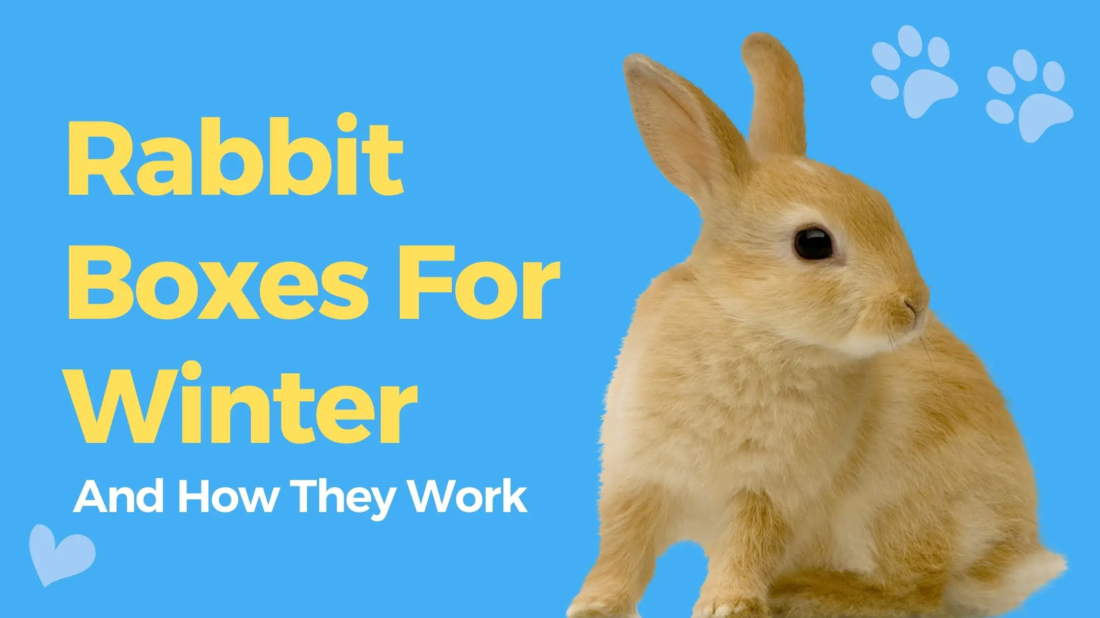 Rabbit Boxes For Winter And How They Work