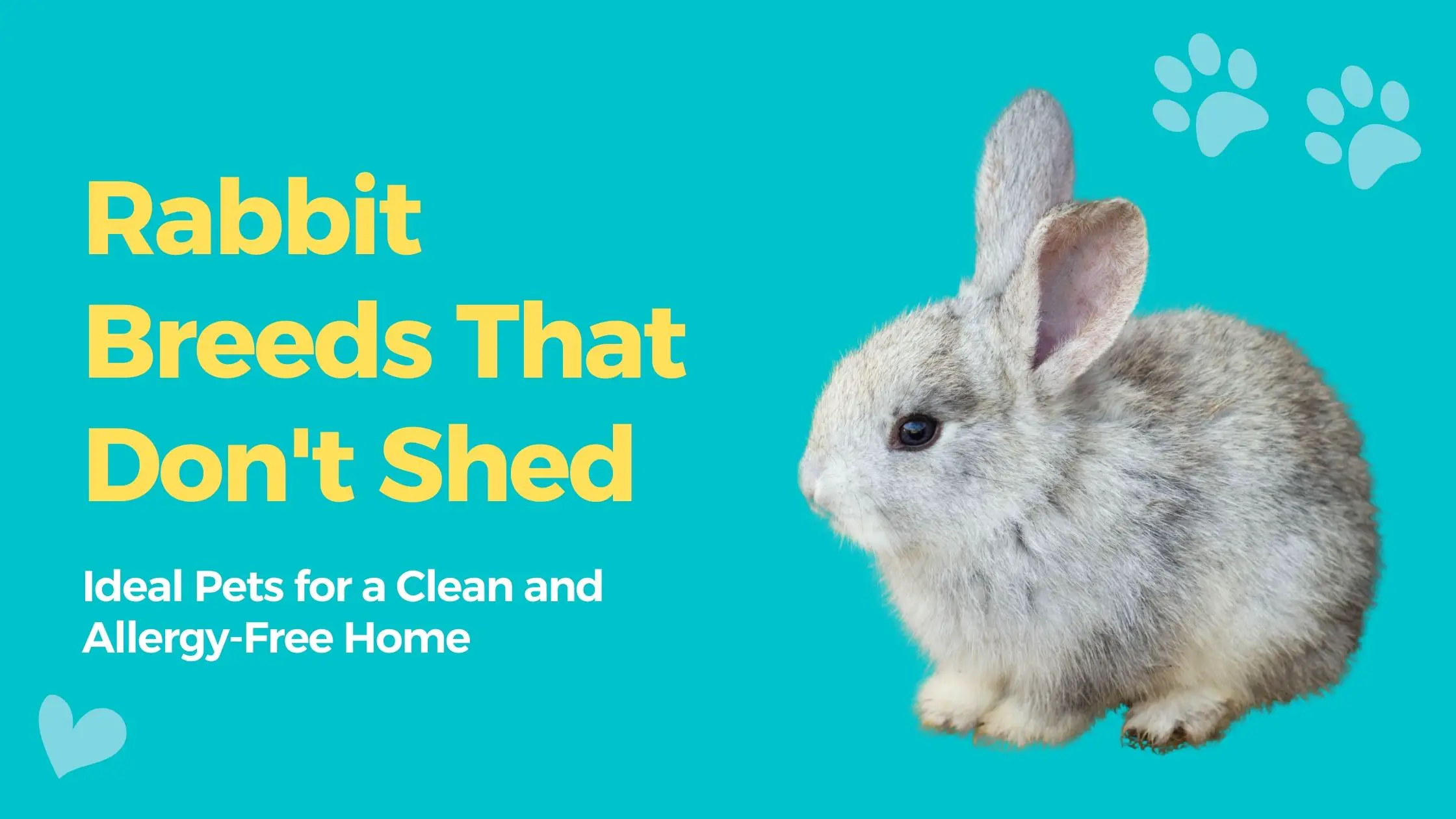 Rabbit Breeds That Don't Shed