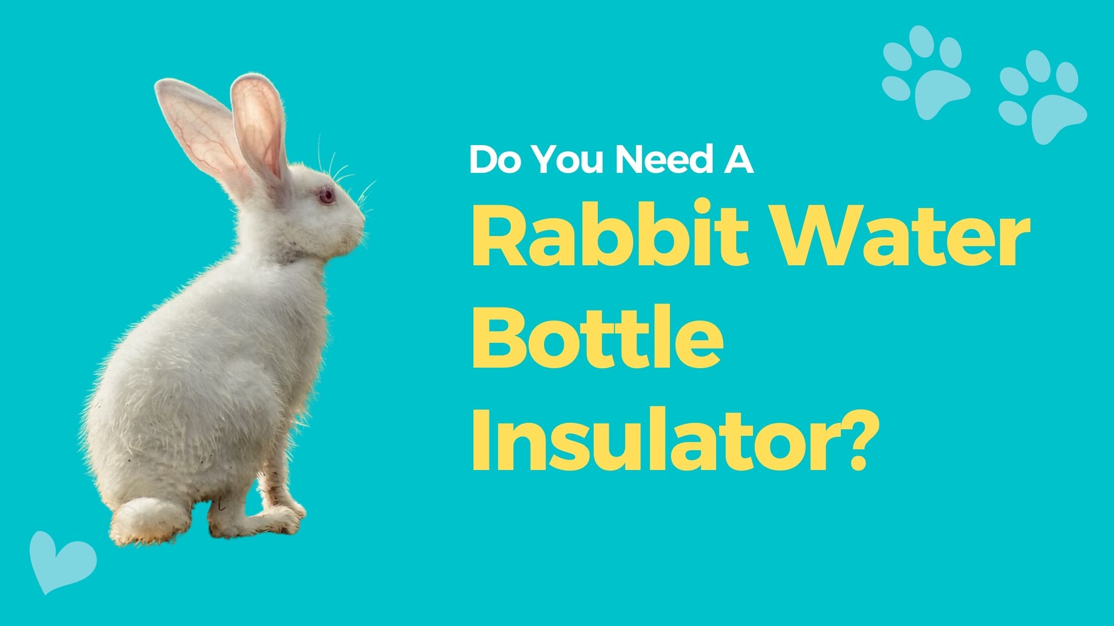 Do You Need A Rabbit Water Bottle Insulator?