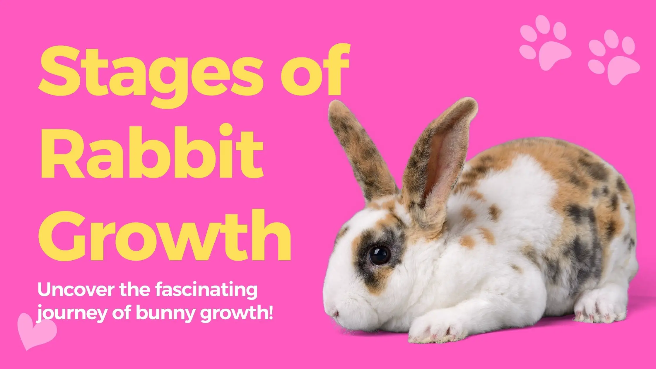 Stages of Rabbit Growth