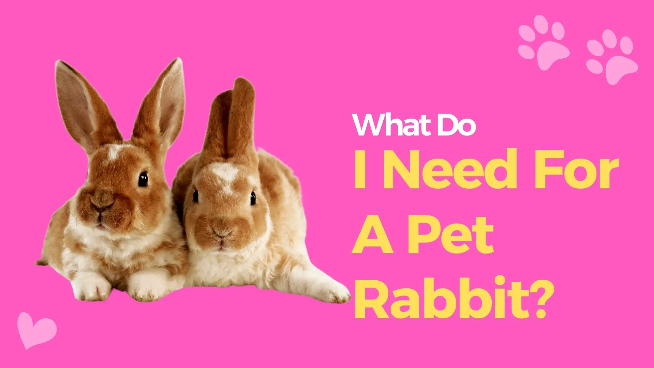 What Do I Need For A Pet Rabbit