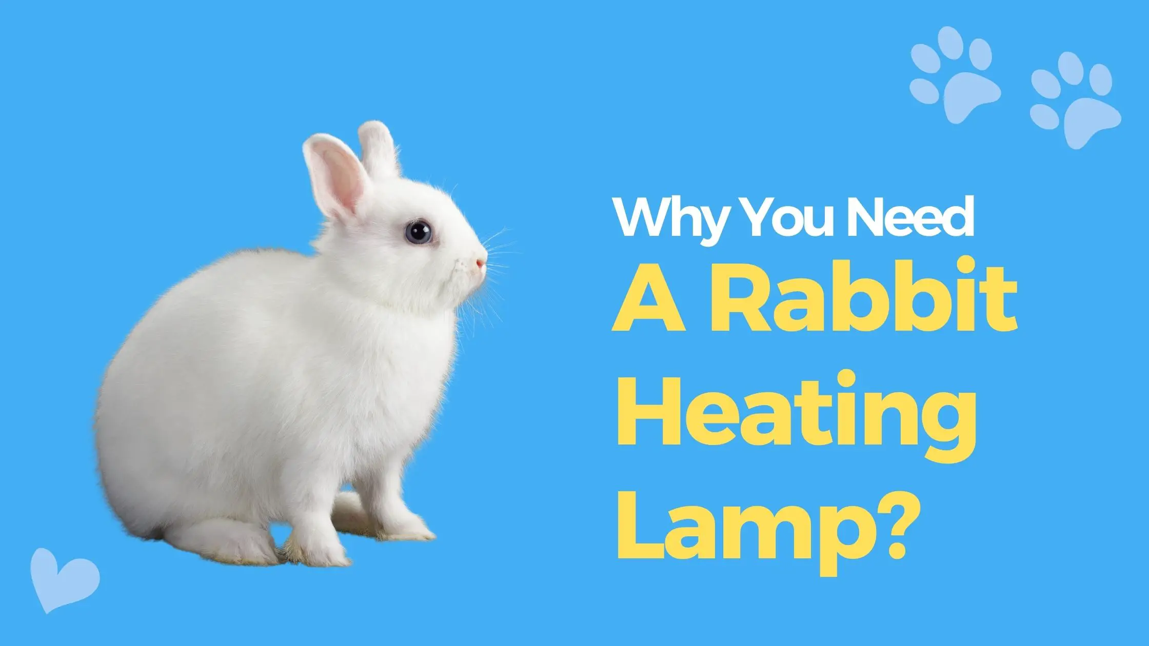 Why You Need A Rabbit Heating Lamp