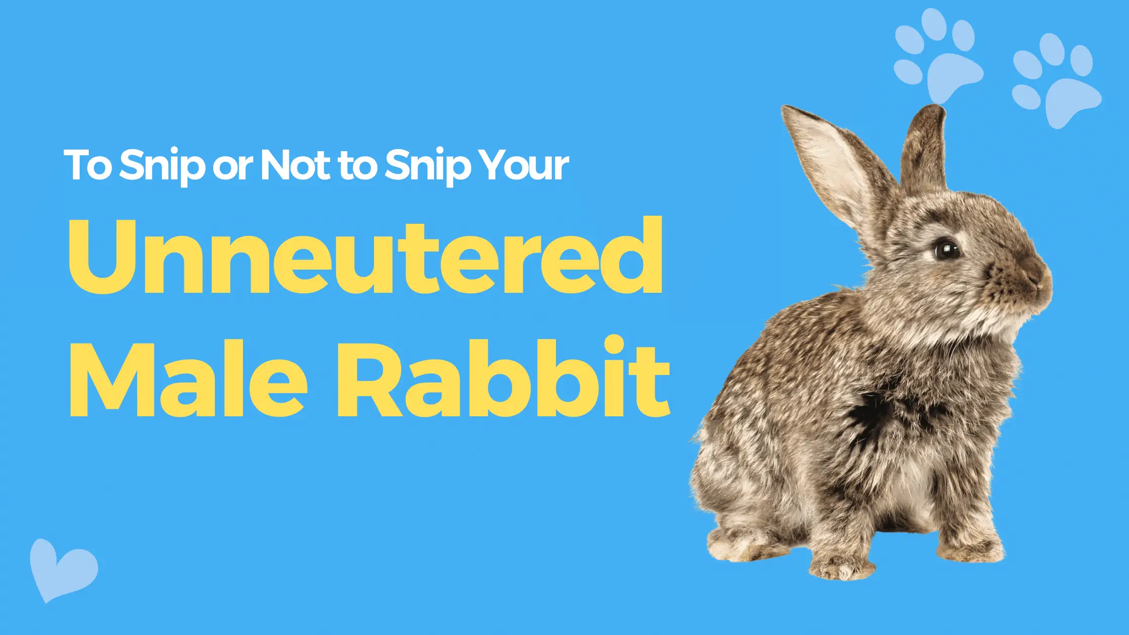 Unneutered Male Rabbit