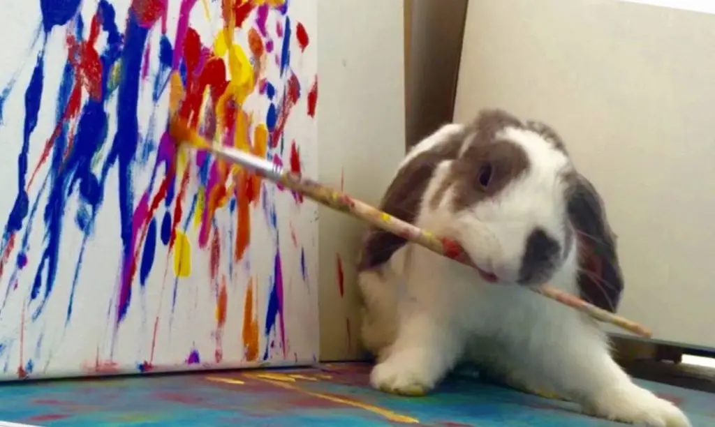 Bini the Bunny, the talented internet-famous rabbit has tragically passed away at 11 years old from GI stasis.