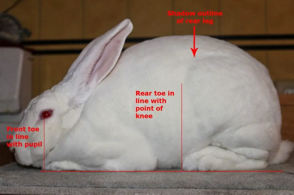 Rabbit breeding stock selection
