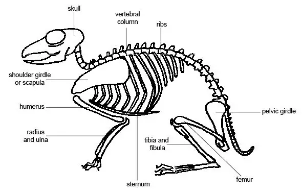 Rabbit Skeleton and Anatomy